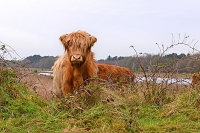 schotse hooglander (Bos taurus) 12-2017 8664